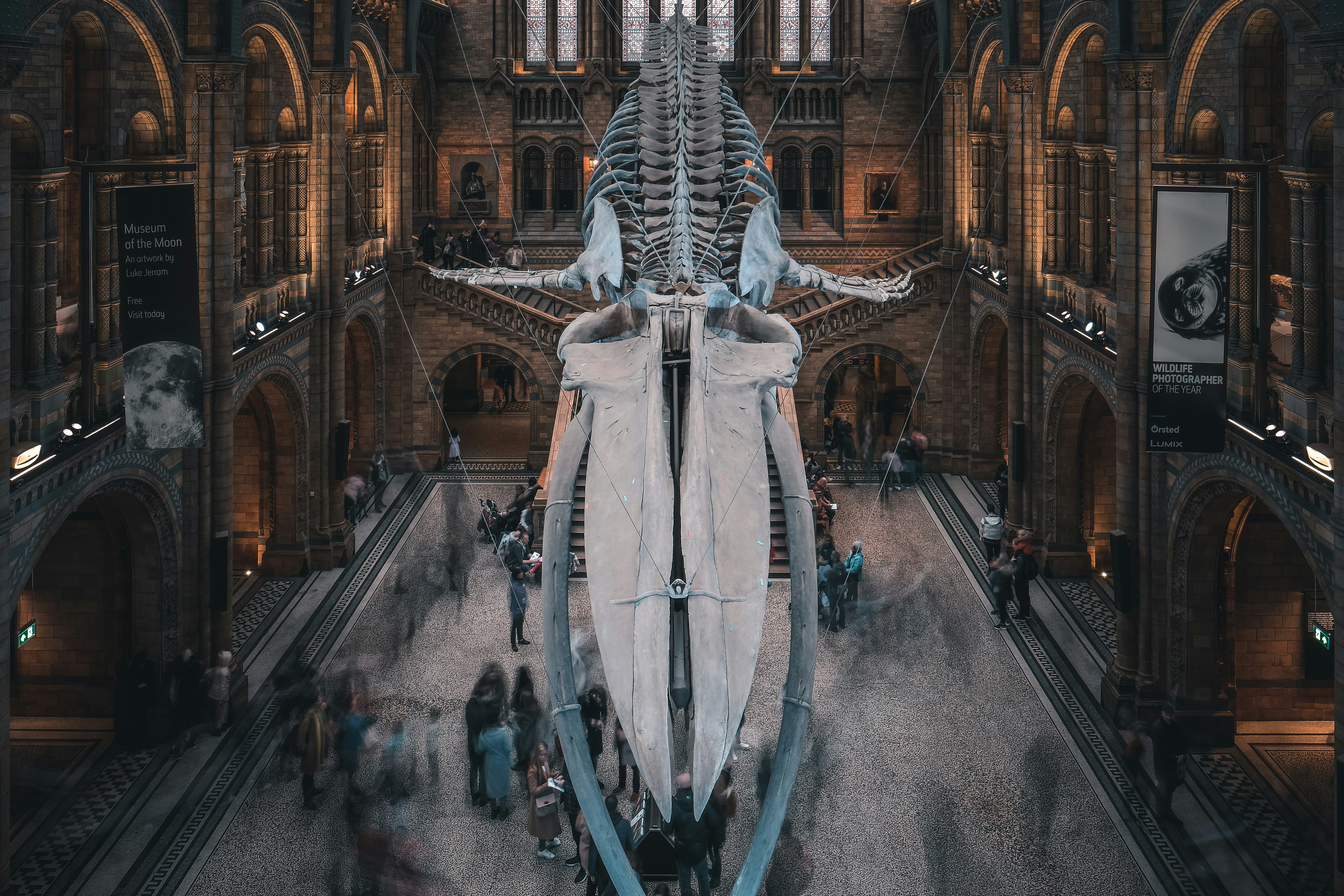 dinosaur skeleton inside building